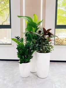 宁波海曙绿植租赁服务好